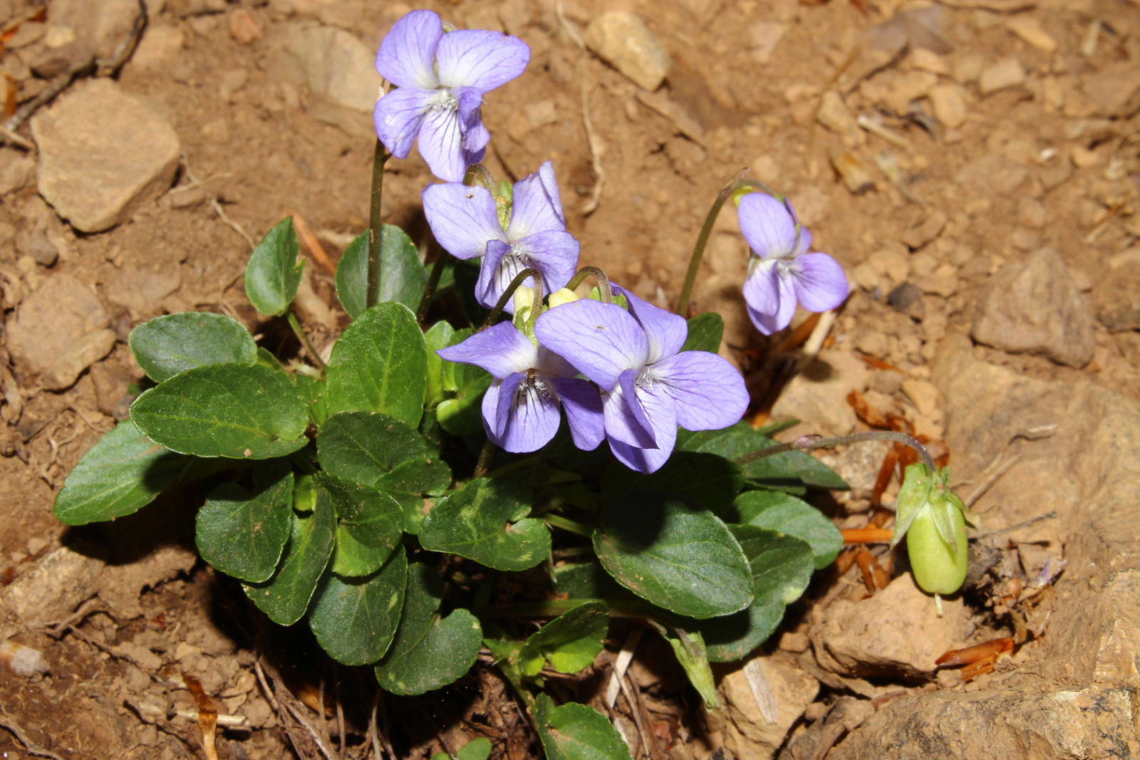 Viola da determinare